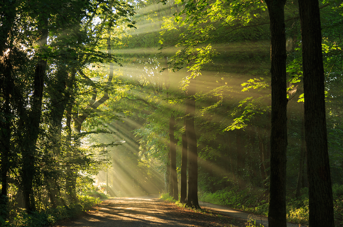 Waldgeschichten und Tag gegen Lärm