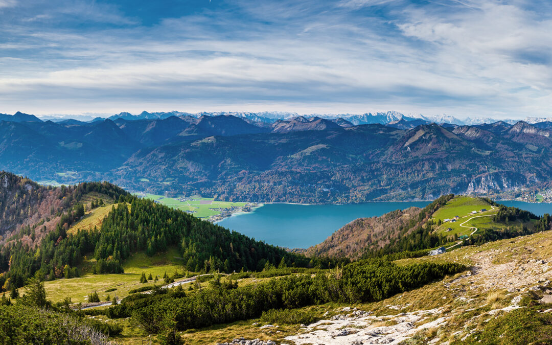 Der Wald in Oberösterreich