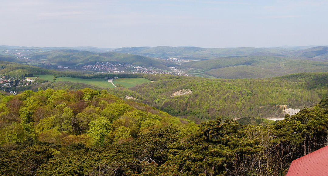 Der Wald in Wien