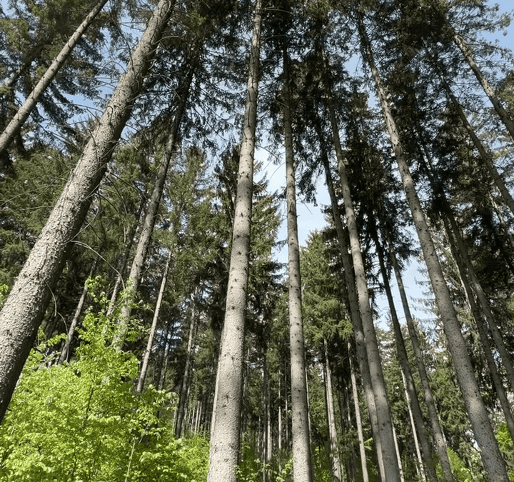 Naturverjüngung im Wald braucht Licht, Pflege und stabile Bestände
