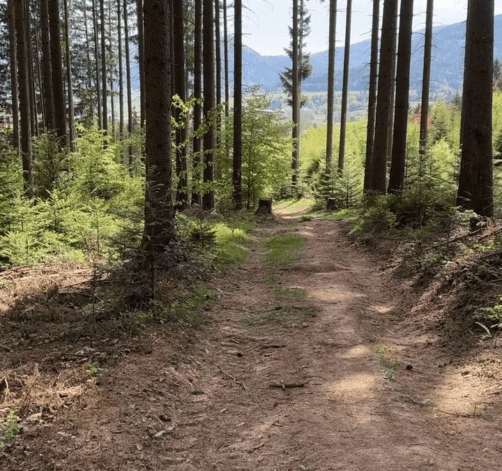 Warum Rückewege für Waldpflege und Bodenschutz wichtig sind