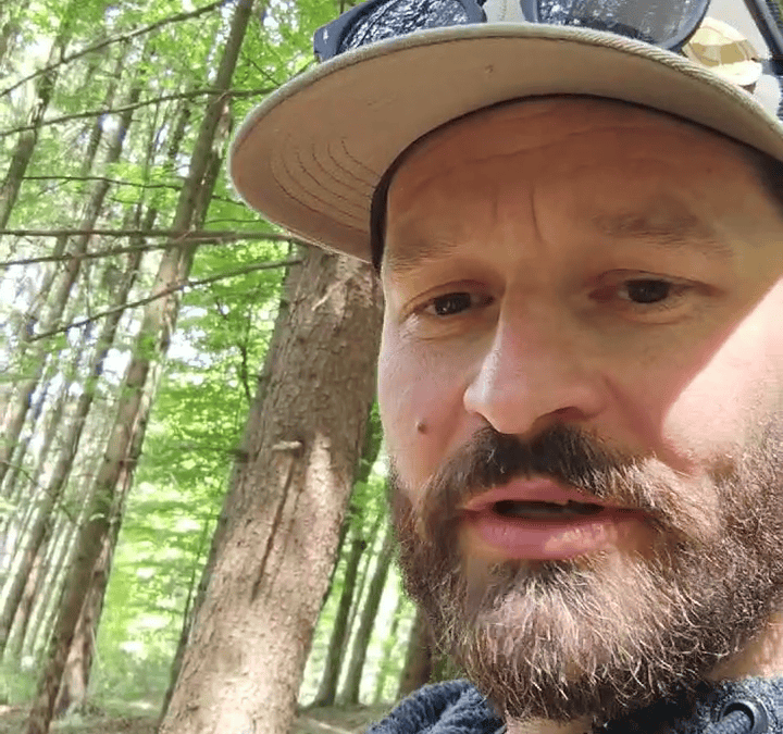 Totholz voller Leben