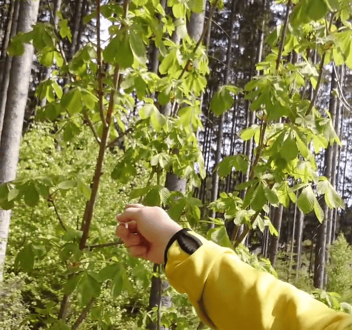 Klimafitter Wald beginnt mit Baumartenvielfalt