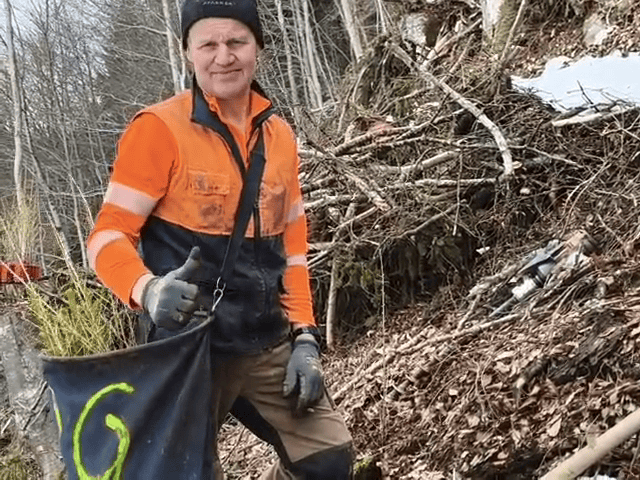 Künstliche Verjüngung im Wald: So gelingt die Aufforstung