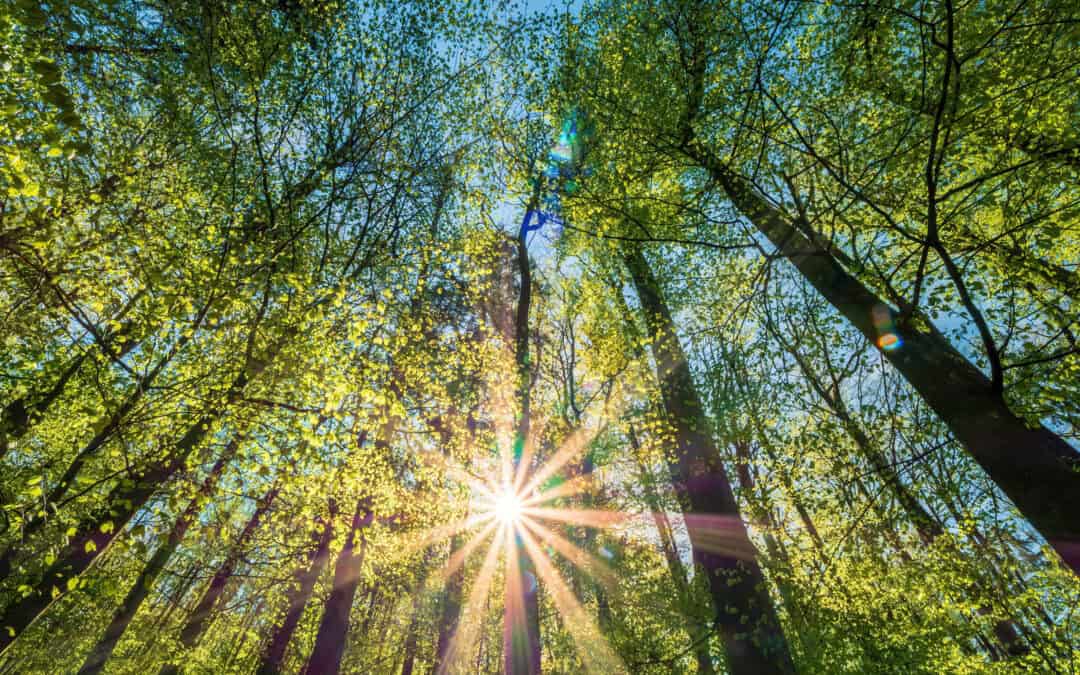 Ein Jahr im österreichischen Wald: Mai