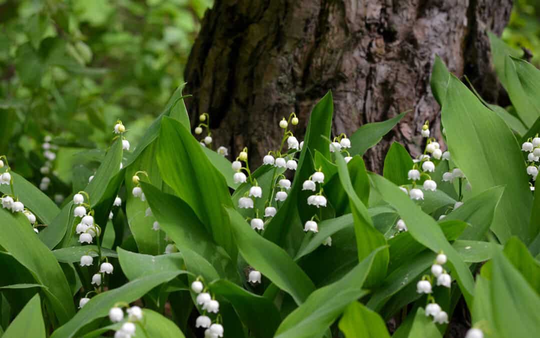 Ein Jahr im österreichischen Wald: Mai