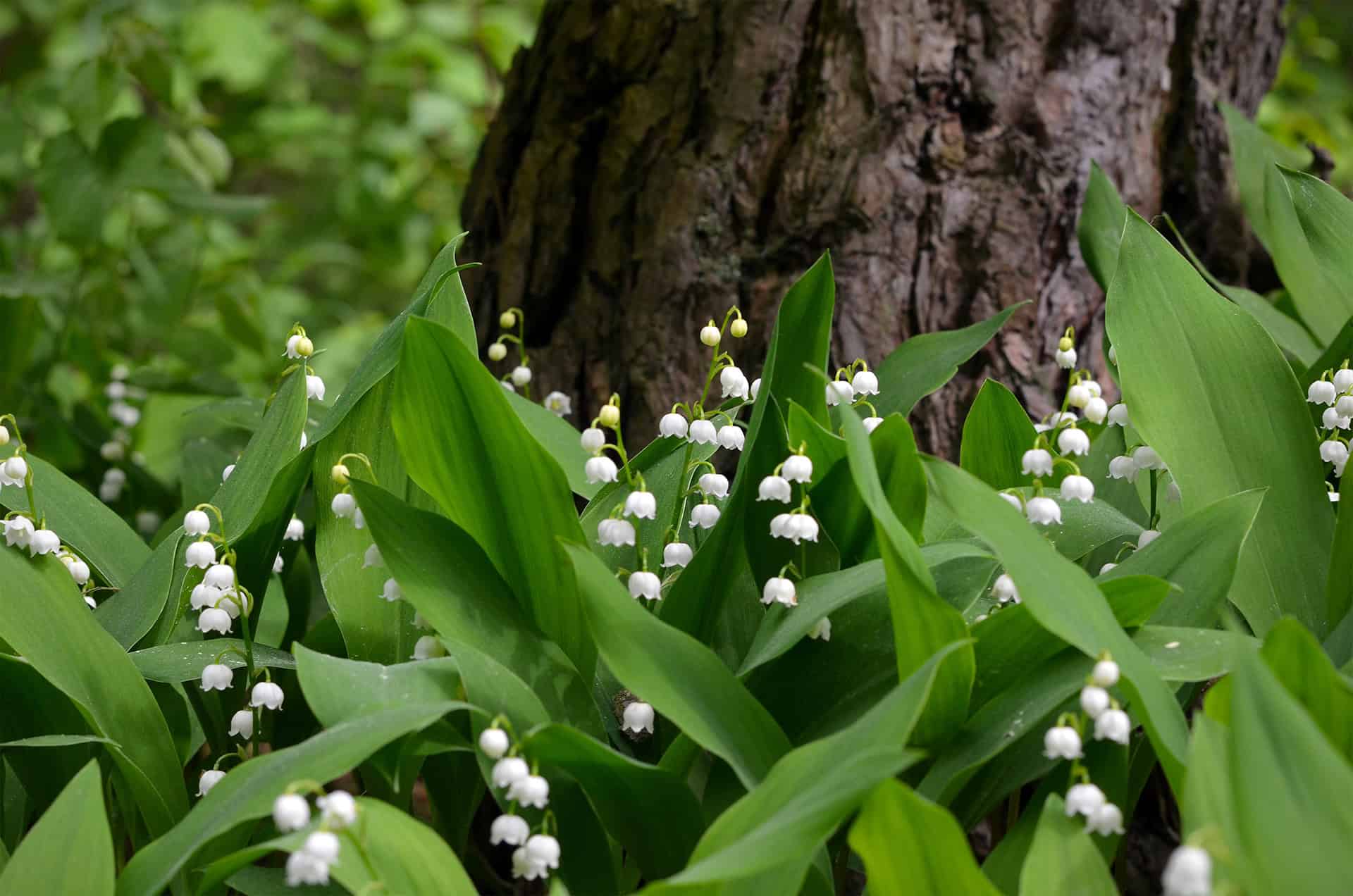waldgeschichten-jahreszeiten-im-wald-mai Waldgeschichten und die Jahreszeiten im Wald - Mai