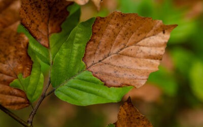 Warum Trockenheit für Wälder gefährlicher wird als Hitze