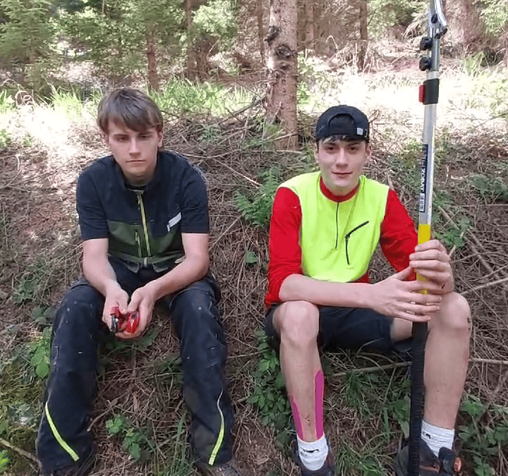 Wertastung im Wald