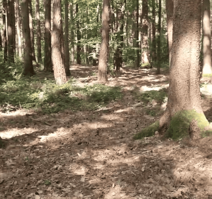 Klimafitter Wald: Warum dichte Bestände Pflege brauchen