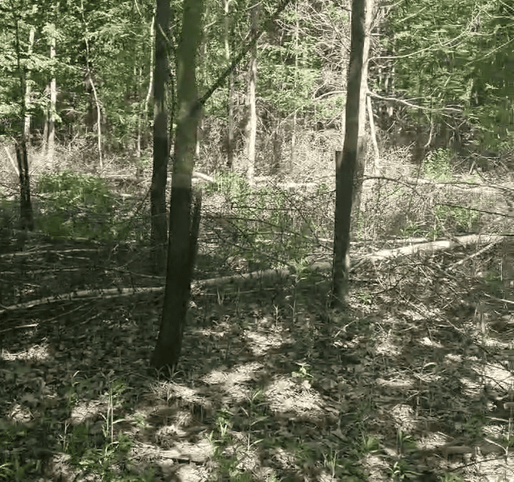 Eichenaufforstung im Wald: Warum Gruppenpflanzung Kosten sparen kann