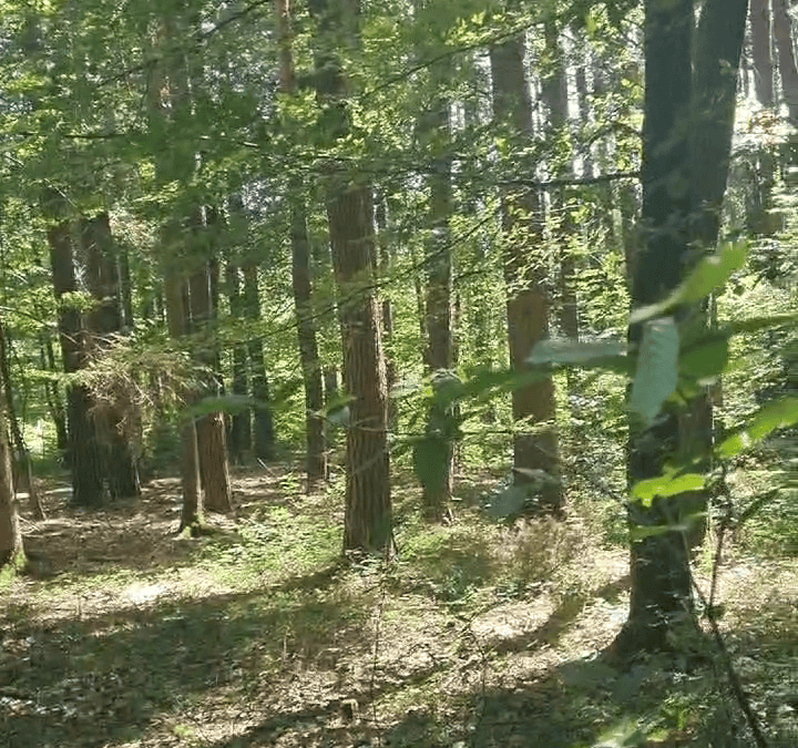 Naturverjüngung fördern: Warum Licht für klimafitte Wälder entscheidend ist