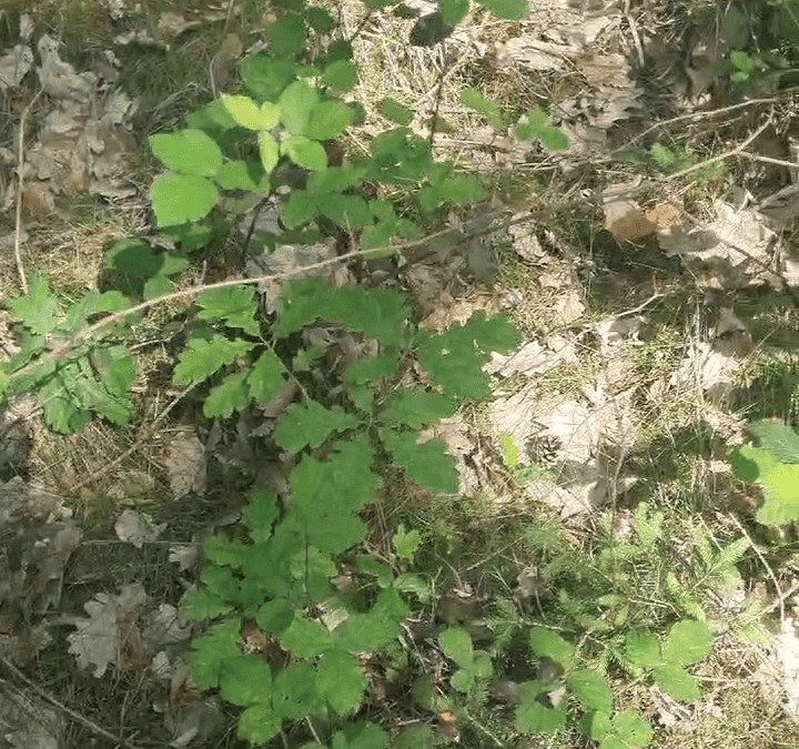 Naturverjüngung im Wald: Licht schafft Vielfalt