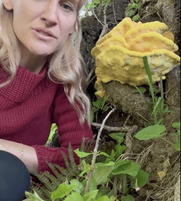 Der Schwefelporling: Delikatesse aus dem Wald