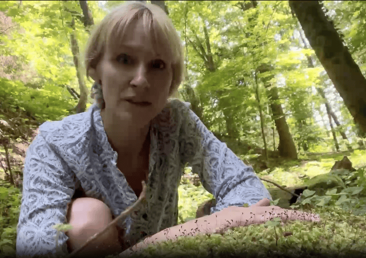 Moos im Wald: Kleiner Wasserspeicher für klimafitte Wälder