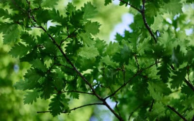 Eichen aus dem Kaukasus: Was Herkunftsversuche für klimafitte Wälder zeigen