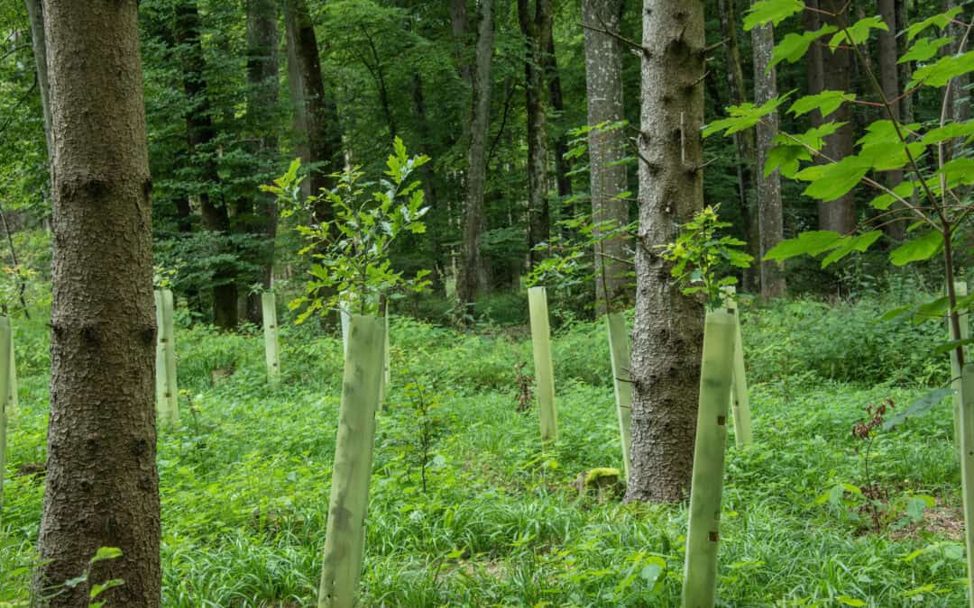 Eichen aus dem Kaukasus