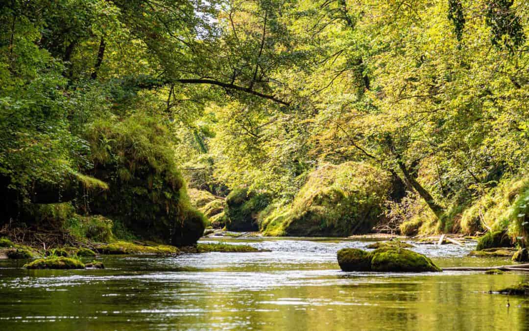 Ein Jahr im österreichischen Wald: Juni