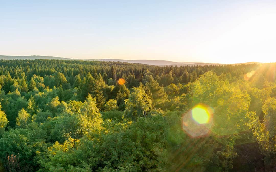 Europas Wälder im Wandel