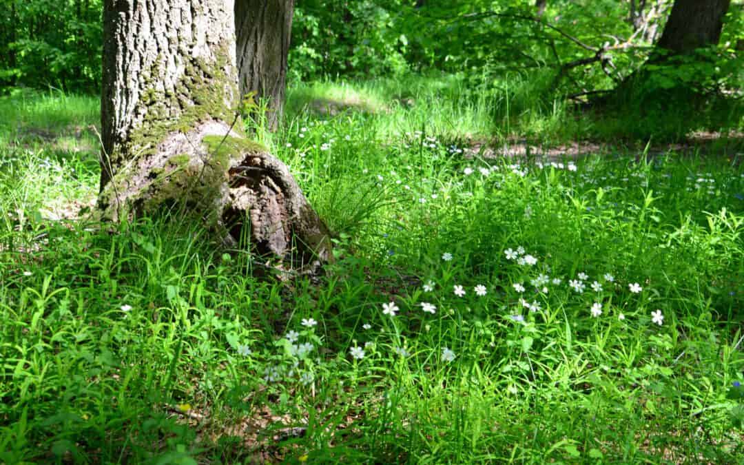 Ein Jahr im österreichischen Wald: Juni