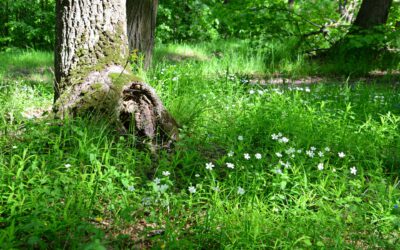 Ein Jahr im österreichischen Wald: Juni