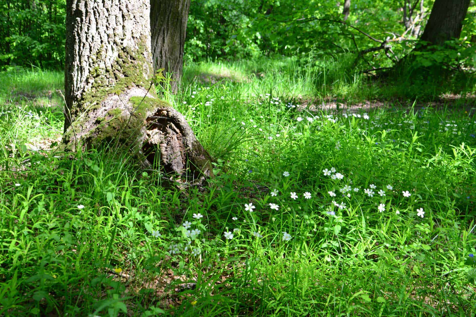 Waldgeschichten und ein Jahr im österreichischen Wald, Juni