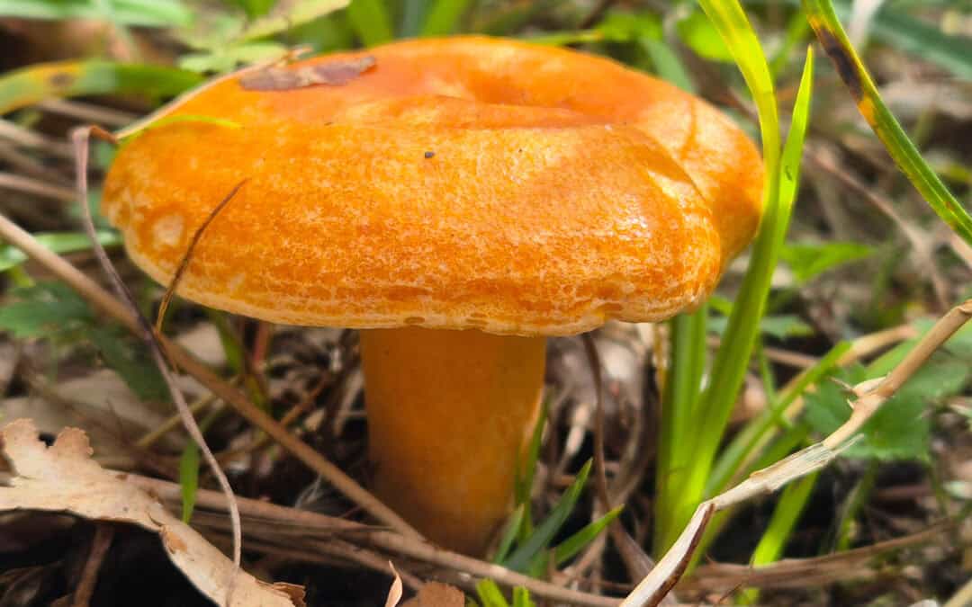 Mykorrhiza: Das geheime Netzwerk unter unseren Wäldern