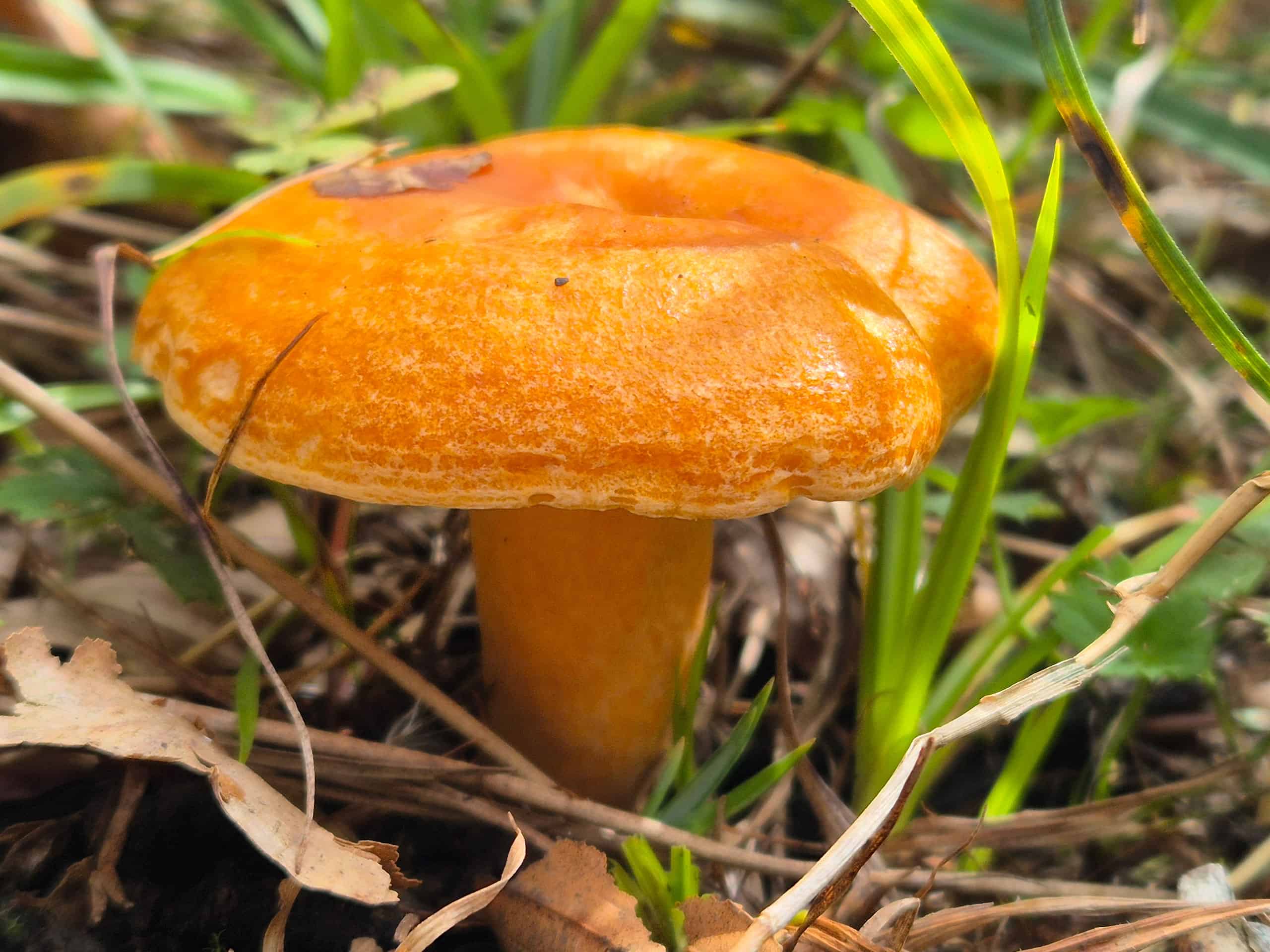 Waldgeschichten und Mykorrhiza-Pilze