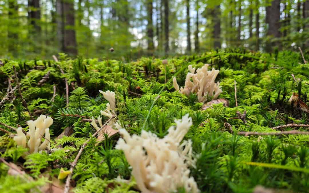 Mykorrhiza: Wie Pilznetzwerke klimafitte Wälder stärken