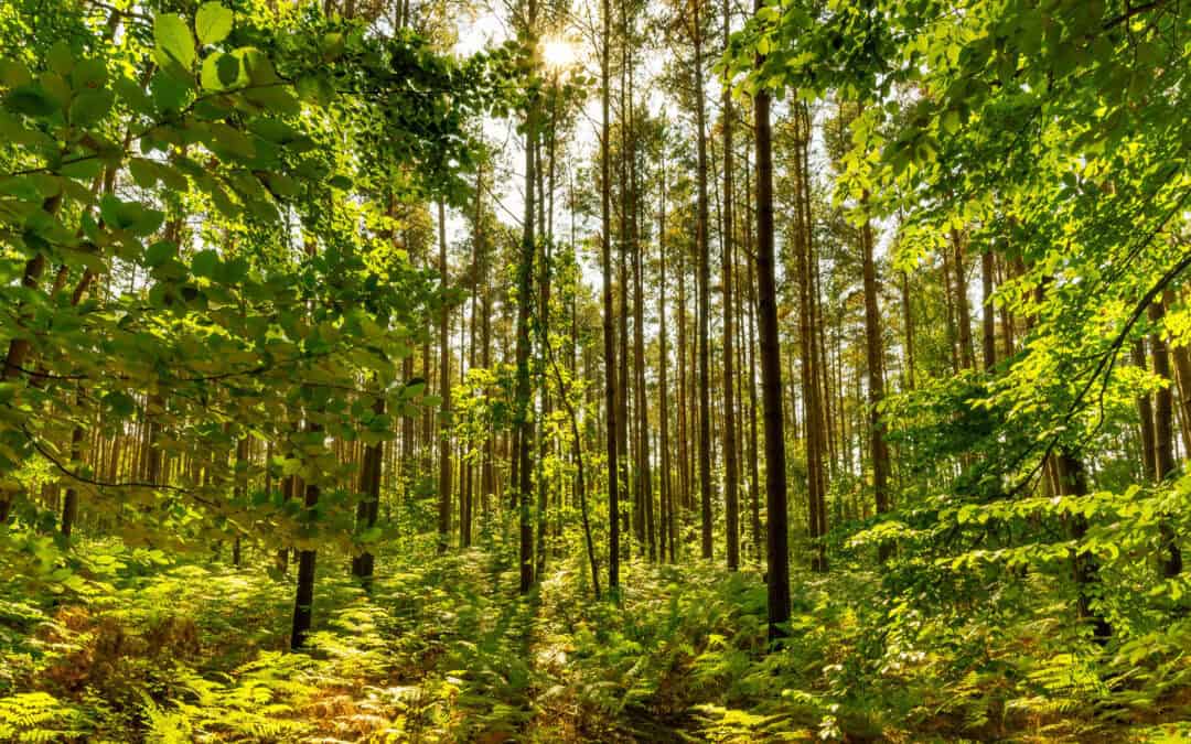 Klimafitter Wald: Was nach Schadereignissen zählt