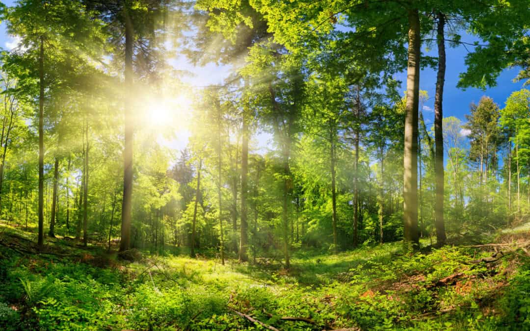 Das Jahr im österreichischen Wald: Juli