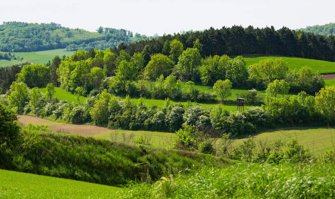 BMLUK: Klimafitte Wälder stärken die Natur