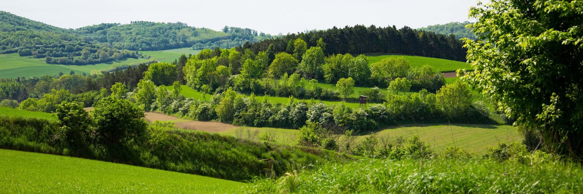 waldgeschichten-weinviertel-bmluk-verordnung-wiederherstellung-der-natur_571031426_Markus-Rieder- Waldgeschichten und BMLUK zur Wiederherstellungsverordnung