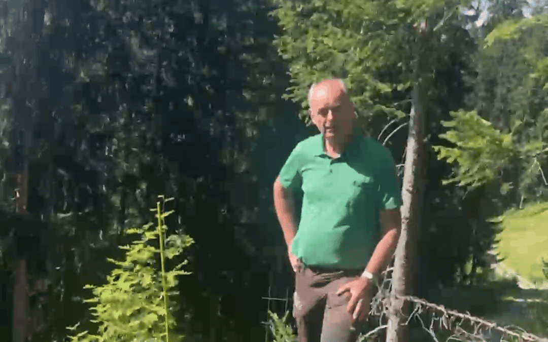 Wie die Lärche vor Wildeinfluss geschützt werden kann