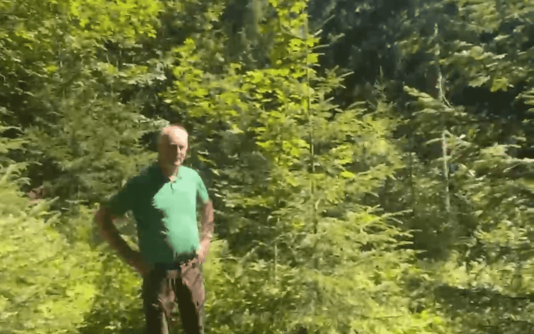 Wie die Natur die Lücken im Wald nutzt