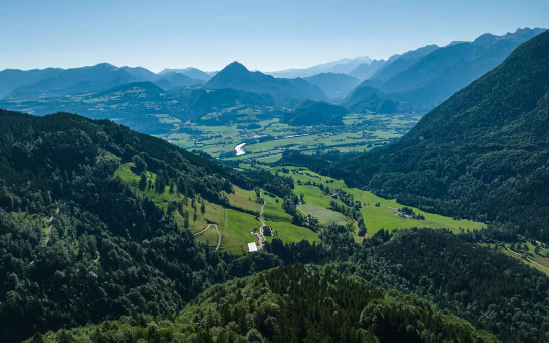 Das Jahr im österreichischen Wald: August