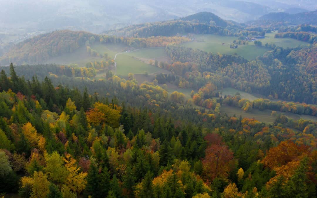 Das Jahr im österreichischen Wald: September