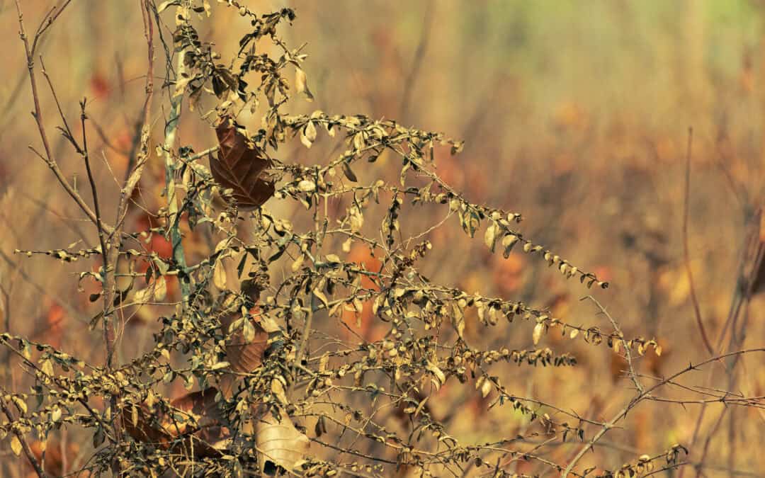 Dürre und Trockenheit im Wald: Warum Österreichs Wälder Pflege brauchen