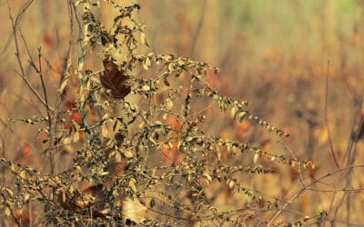 Dürre und Trockenheit im Wald: Warum Österreichs Wälder Pflege brauchen