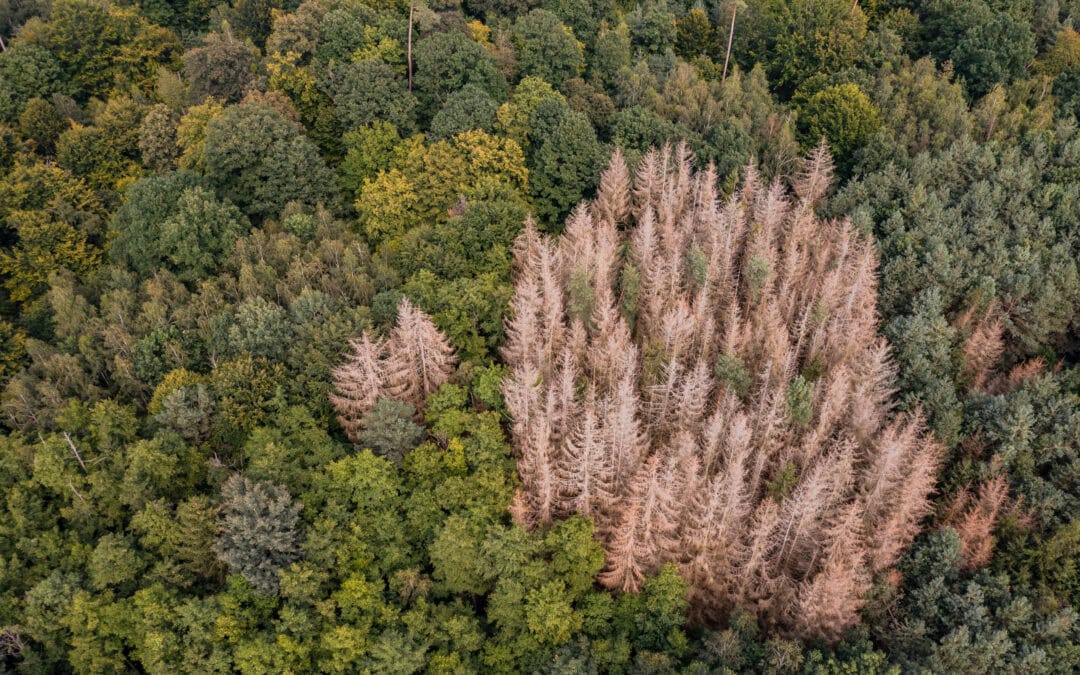 Österreichs Wälder unter Trockenstress