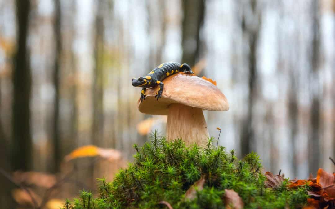 Das Jahr in österreichischen Wald: September