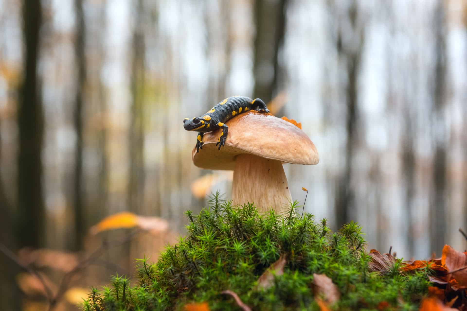 waldgeschichten-wald-herbst-jahr-im-wald-september_302441545_-larauhryn- Waldgeschichten über das Jahr im österreichischen Wald, September