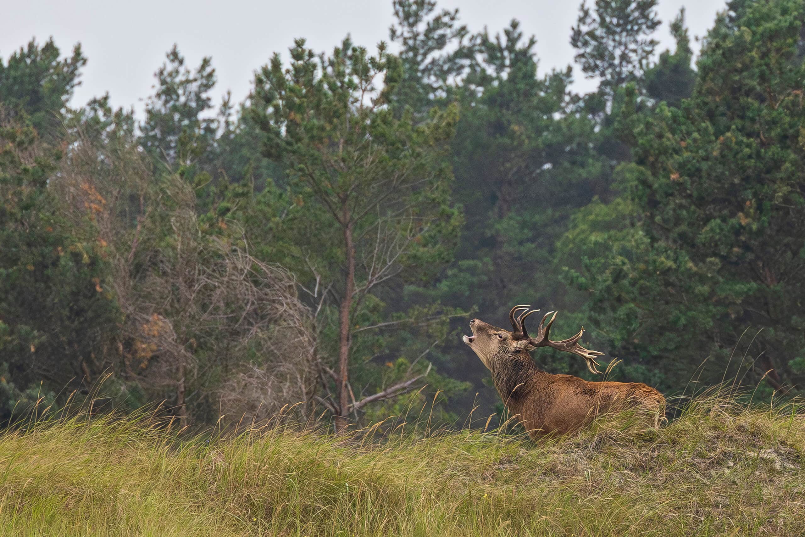 waldgeschichten-hirschbrunft-herbst-österreich Waldgeschichten und die Hirschbrunft im Herbst